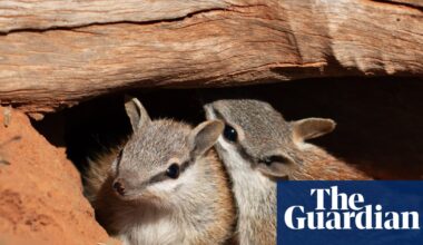 Baby numbats spotted at two wildlife sanctuaries in hopeful sign for one of Australia’s rarest marsupials | Endangered species