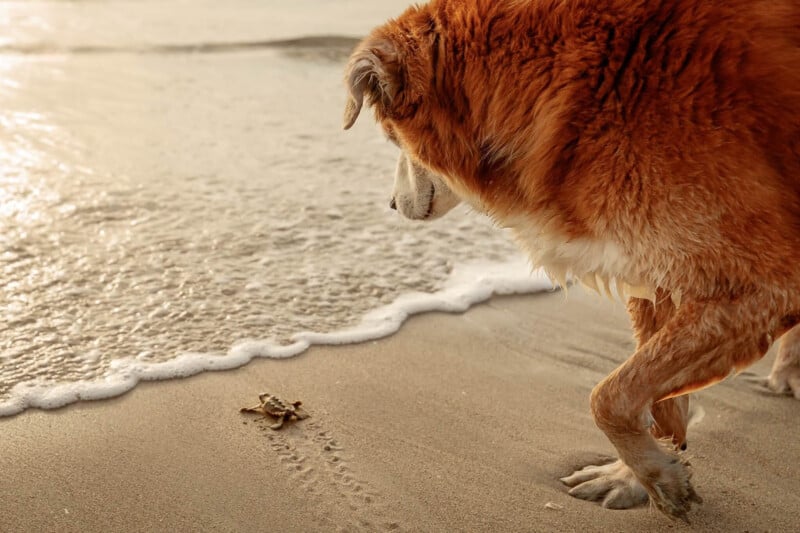 A large brown and white dog curiously watches a small crab on wet sand near the edge of the ocean, with gentle waves approaching in the background.