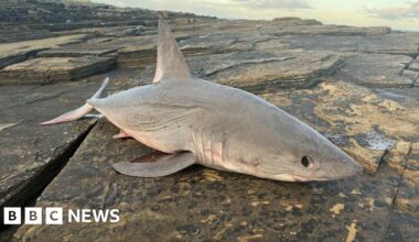 Shark found by walkers on rocky shoreline near Wick