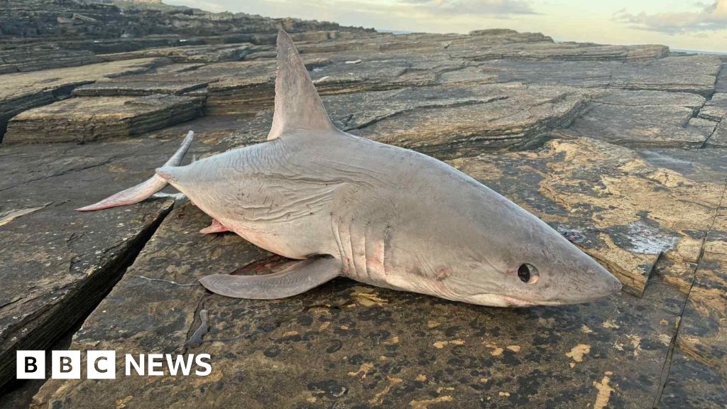 Shark found by walkers on rocky shoreline near Wick