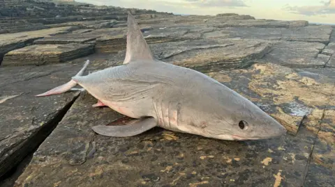 Annemarie Simpson The shark is grey in colour and is lying on an area of Caithness flagstone. 
