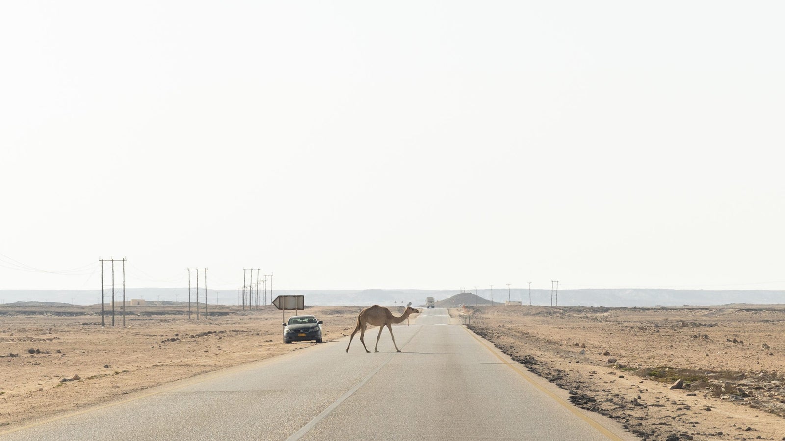A camel crossing a desolate highway in a desert landscape, with sparse vegetation and power lines visible along the roadside.