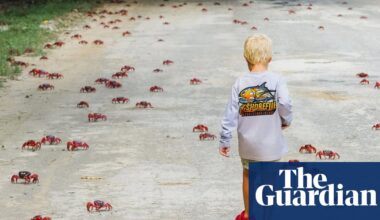 Long time, no sea: more than 100m red crabs migrate on Christmas Island, delighting conservationists | Christmas Island