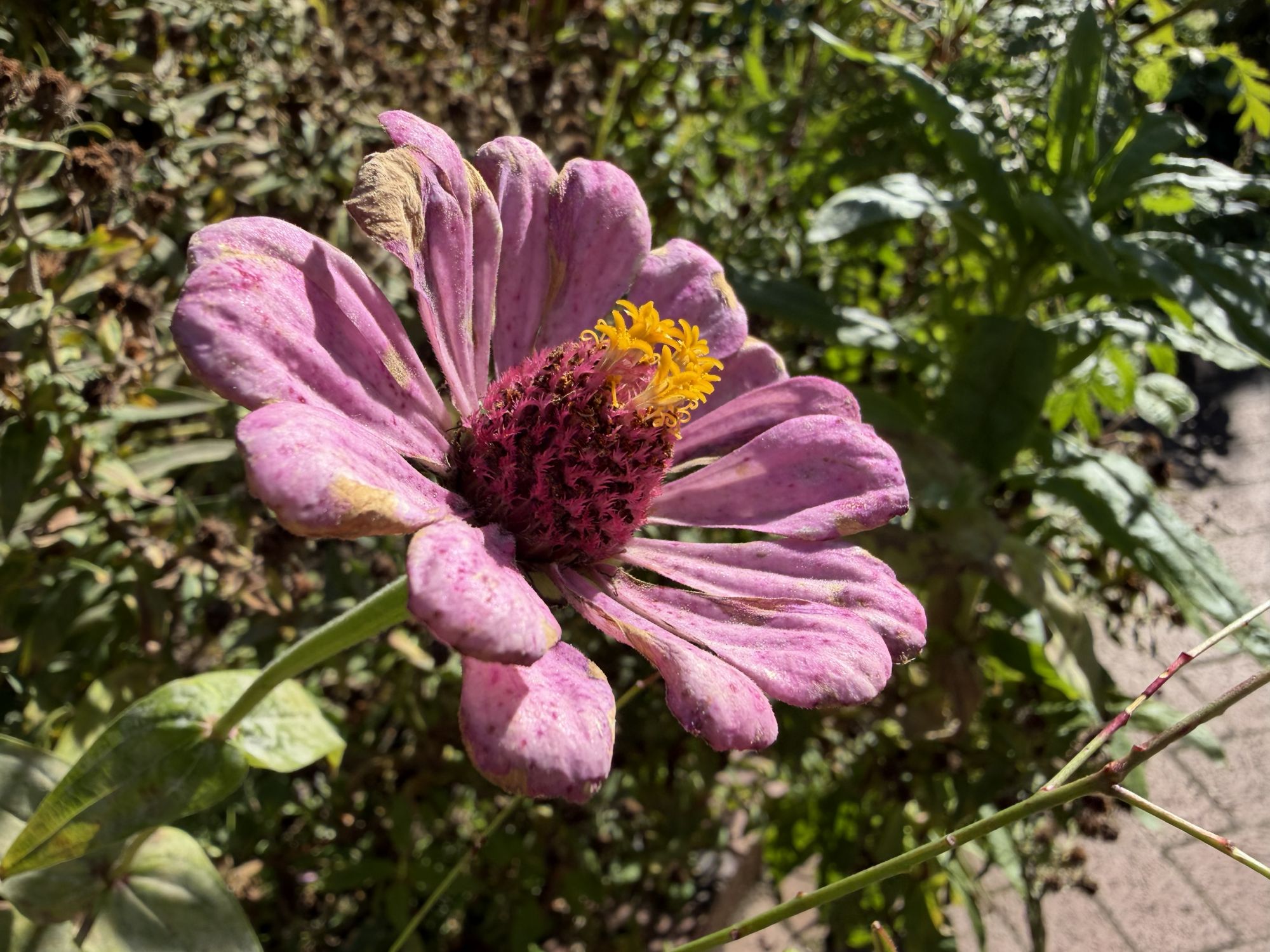 Apple iPhone 17 Pro Max macro sample.