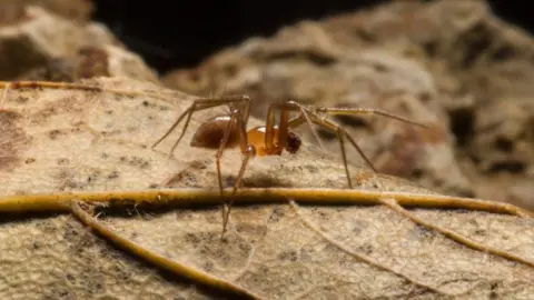 Tom Thomson A close-up of a horrid ground-weaver spider. It has a brown body with an orange/brown centre and a brown head. It has long, thin legs.
