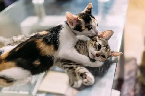 Getty Images A calico cat with orange and black speckled coat and white belly nuzzles a brown and white kitten, with its paw around its face.
They appear to be laying a glass table possible in a veterinary practice.