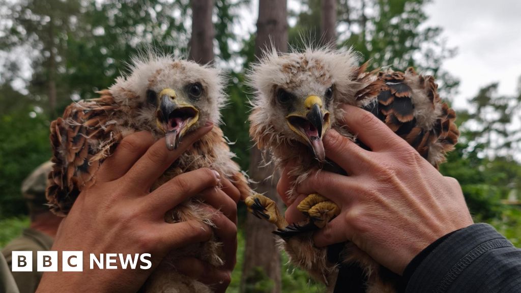 Red kites found nesting in Sherwood Forest for 'first time'