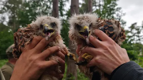 Center Parcs The image shows two red kites being held up to the camera.
