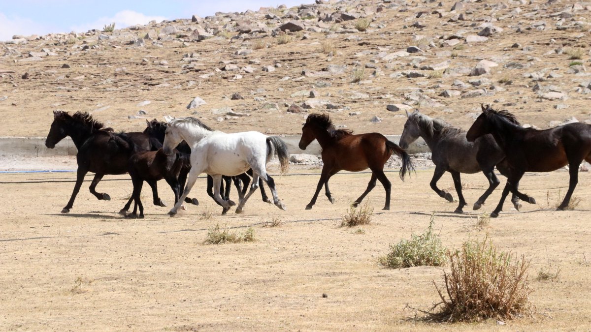 Wild horses roam freely on Mount Erciyes slopes in central Anatolia