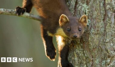 What you need to know as pine martens are reintroduced