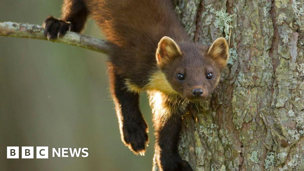 What you need to know as pine martens are reintroduced
