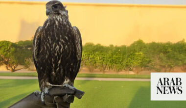 Mongolian falcon sells for SR650,000 - Arab News