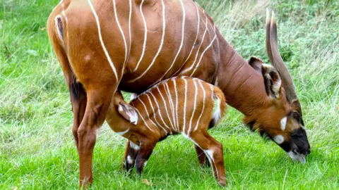 Woburn Safari Park/PA A side view of the mother bongo standing and feeding on grass while her calf feeds from her udder. They face in opposite directions and the calf's neck is bent upwards to feed. The mother has horns.