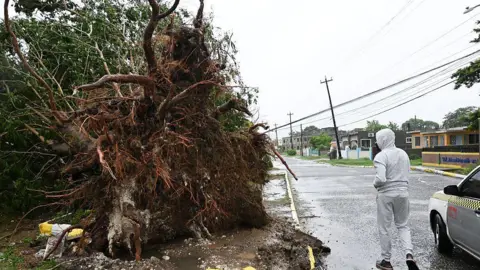 AFP via Getty Images A man looks at a fallen tree in St. Catherine, Jamaica, shortly before Hurricane Melissa made landfall on 28 October 2025.