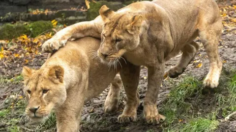 The Big Cat Sanctuary Two fully-grown female lions. One has its paw on the other's back.