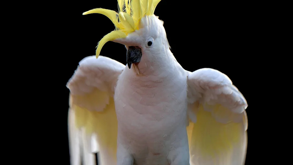 Shutterstock&sol;Jayceefoto