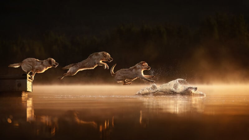 Three dogs leap off a dock into a calm lake at sunset, captured mid-air and splashing into the glowing water, with mist rising and a forest in the background.