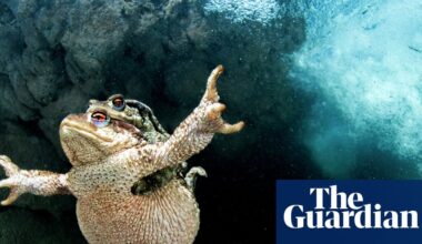 ‘The cars just turn them into mush’: can Britain’s toads be saved from traffic and terrible decline? | Conservation