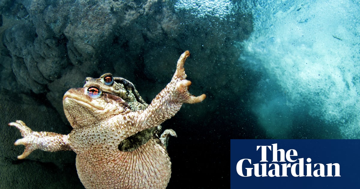‘The cars just turn them into mush’: can Britain’s toads be saved from traffic and terrible decline? | Conservation