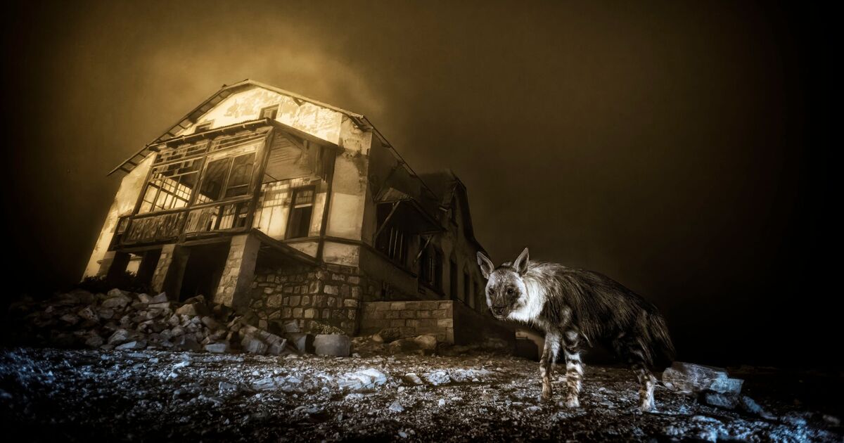 This haunting photo just won Wildlife Photographer of the Year – see all the entries | UK | News