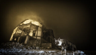 Wildlife Photographer of the Year 2025 winning images