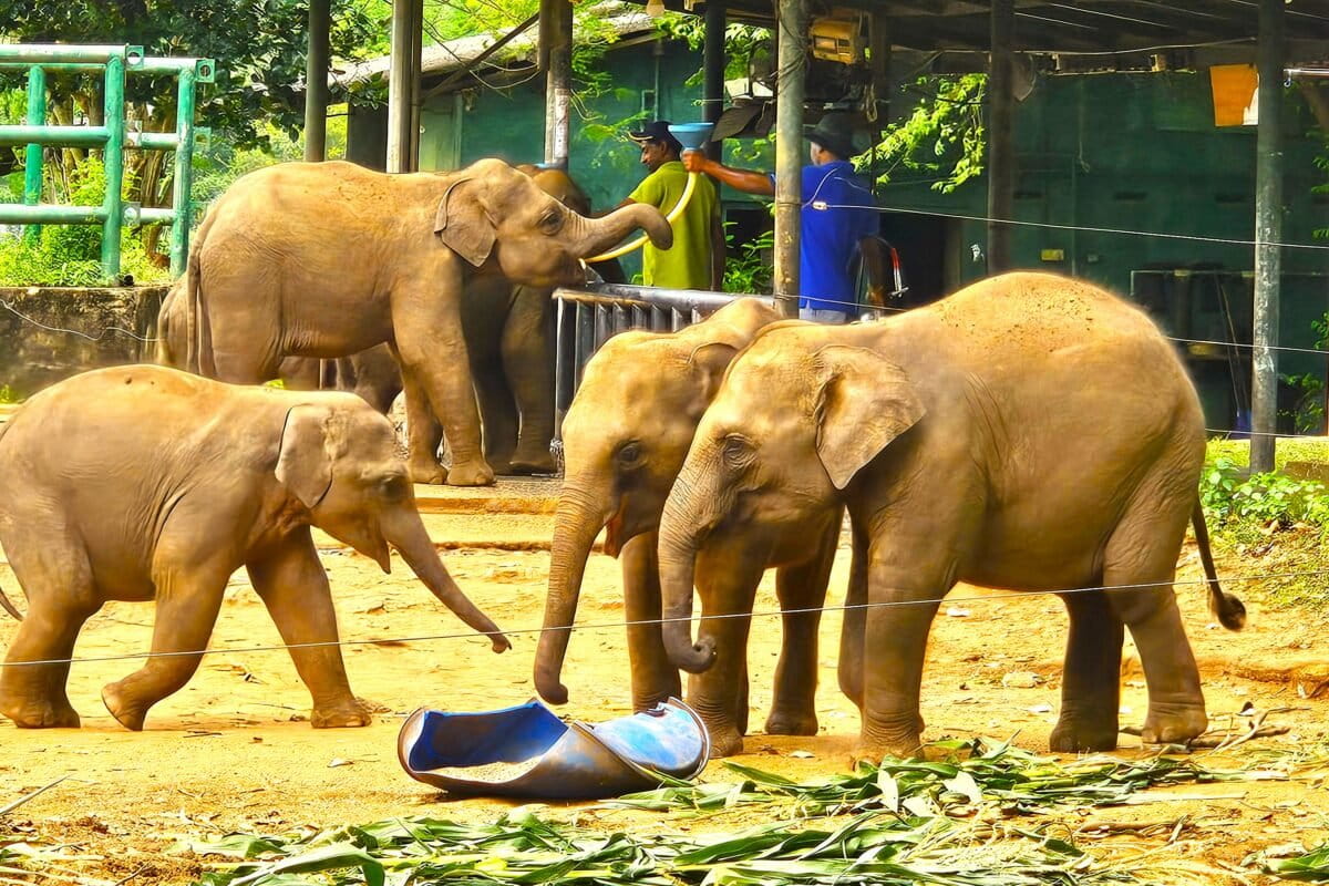 Landmark conviction exposes Sri Lanka’s deep-rooted illegal elephant trade