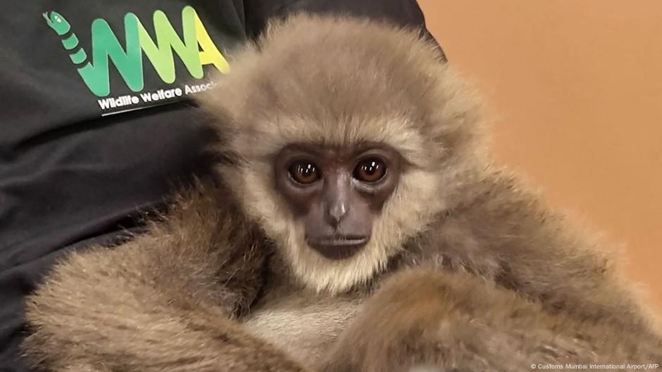 Exotic apes seized at Mumbai airport – DW – 10/31/2025