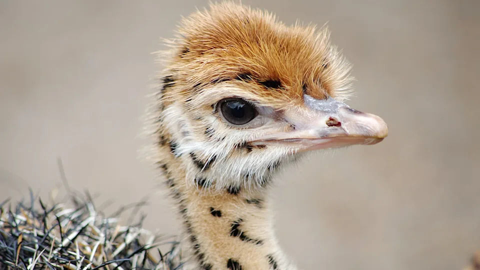 Yuliya Artiukh&sol;Shutterstock