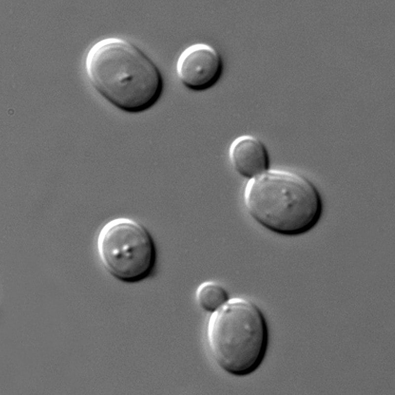 Saccharomyces cerevisiae, a species of yeast (Credit : Masur)