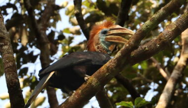 With ‘terrifying’ trade in African hornbills, scientists call for increased protection