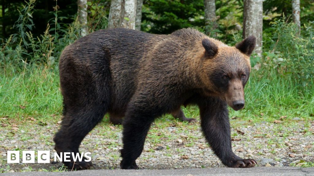 Japan plans to hire hunters as bear attacks rise