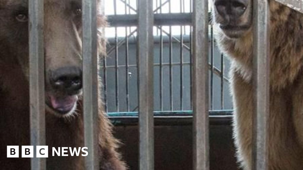 Bears 'enjoy life to the full' after major rescue