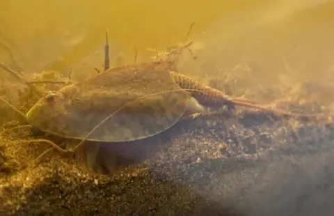 Craig Macadam Another view of a tadpole shrimp, this time in more murky water