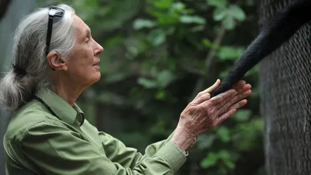 Jane Goodall holds the hand of a spider monkey through the bars of a zoo cage at Chilean rescue centre.