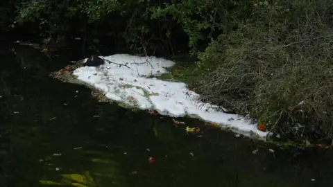 Richard Knights/BBC A small gathering of thick white foam was on top of a river. There was a green bush on the right which was standing above the water.