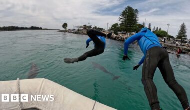 Dolphin calf rescued from fishing line entanglement
