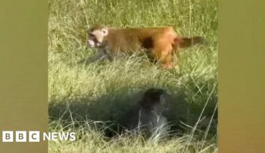 Three monkeys at large after escape from crashed truck in US