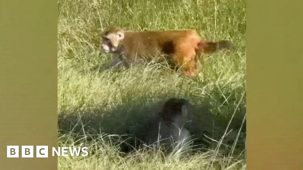Three monkeys at large after escape from crashed truck in US