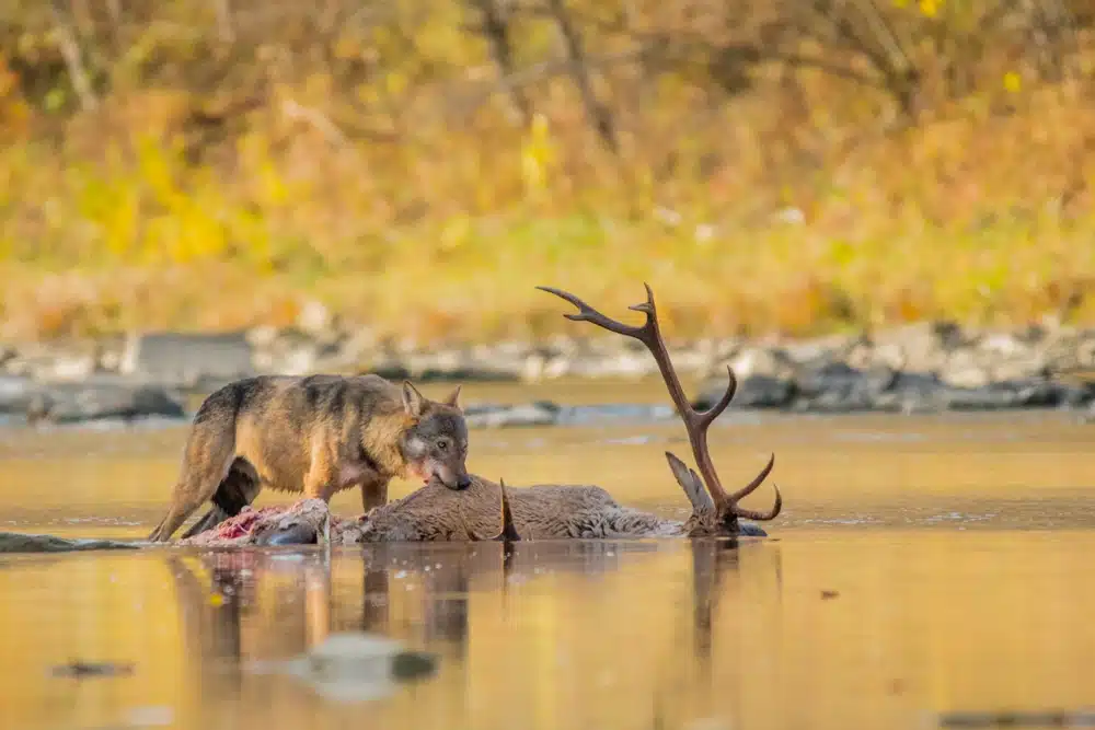 A,grey,wolf,(canis,lupus),eating,a,deer.,bieszczady,,carpathians,
