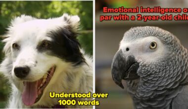 15 Of The Most Extraordinary Animals Who Ever Lived