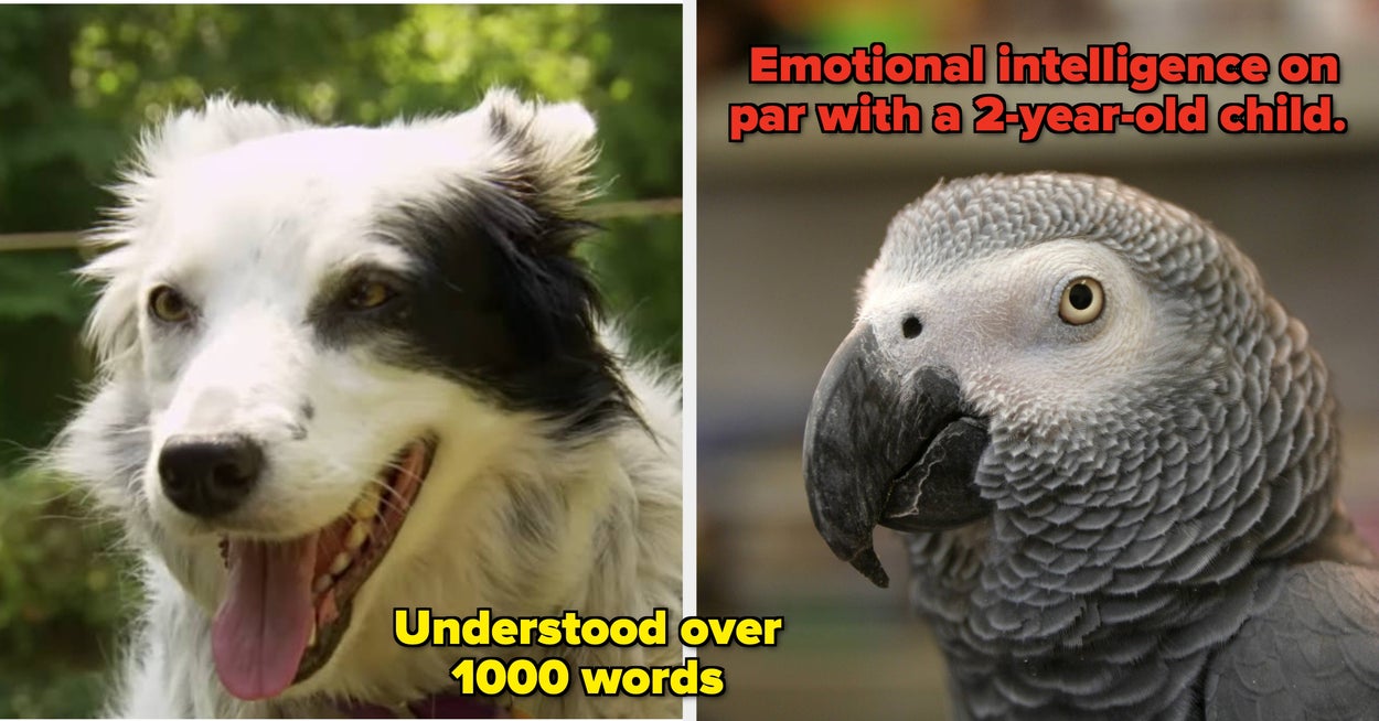 15 Of The Most Extraordinary Animals Who Ever Lived