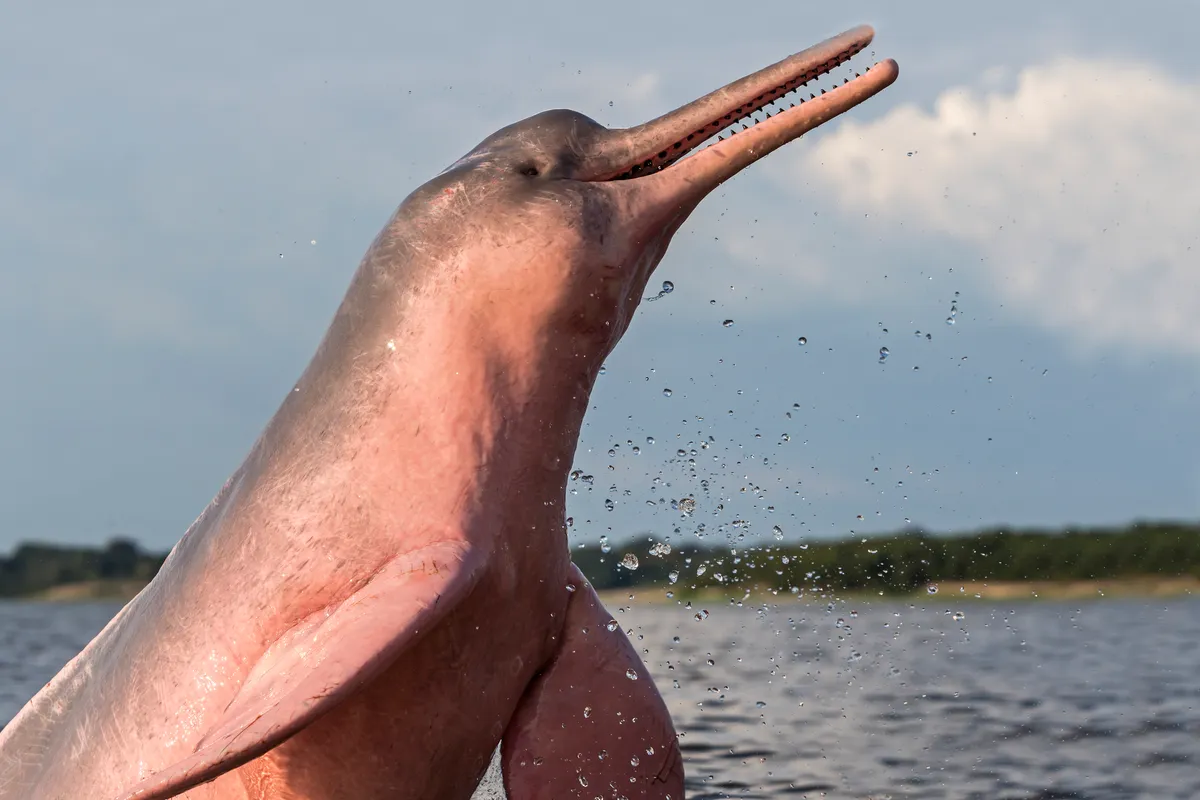 Amazon River Dolphin