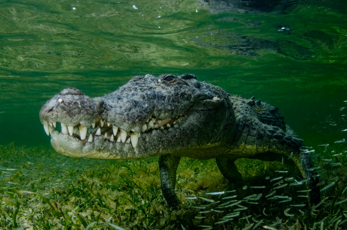 American crocodile