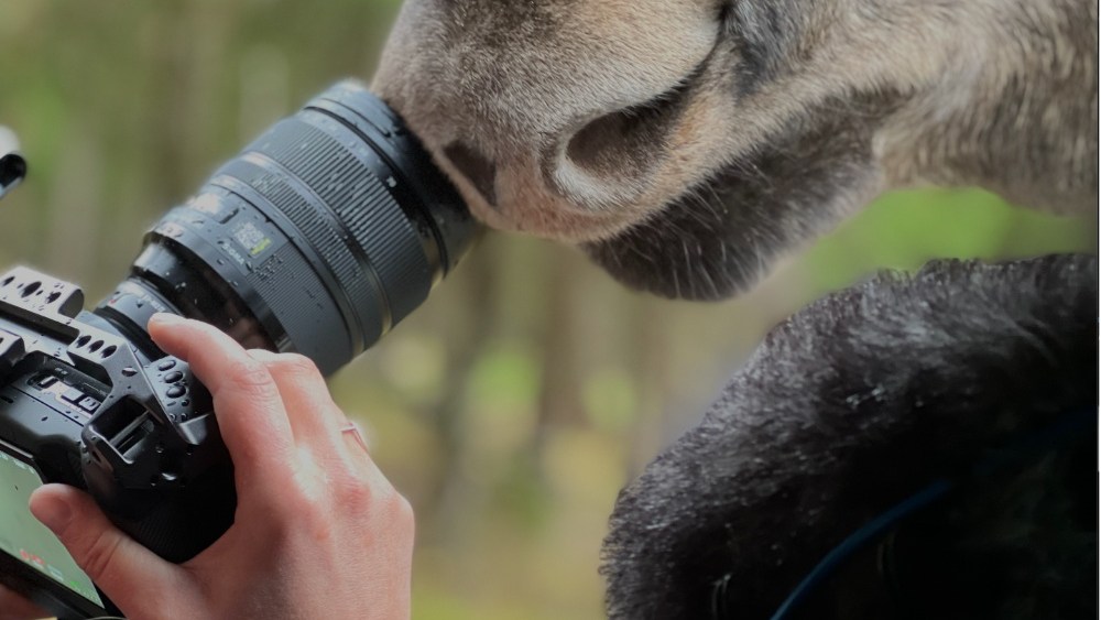 'Amoosed' Director Tracked Her Creature for Years