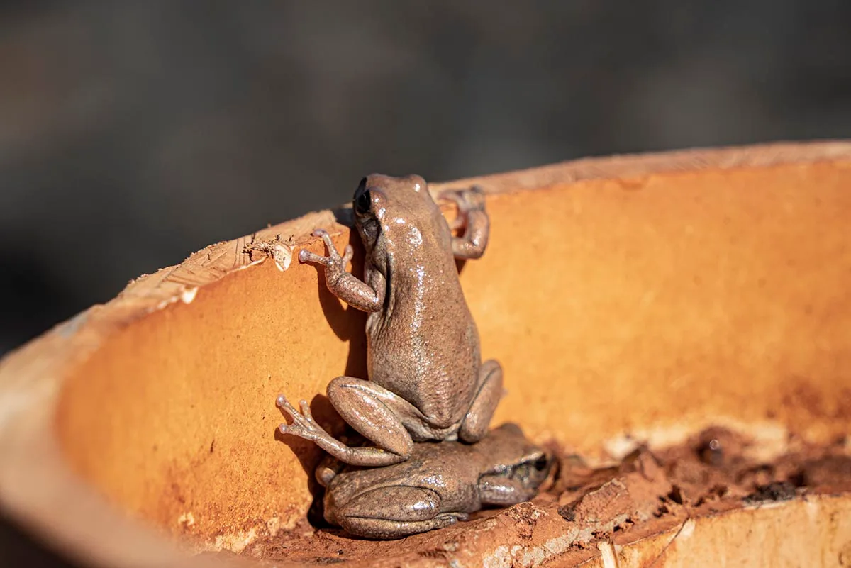 A dark brown frog is stood on the back of another frog to peer over the edge of a orange ledge. 