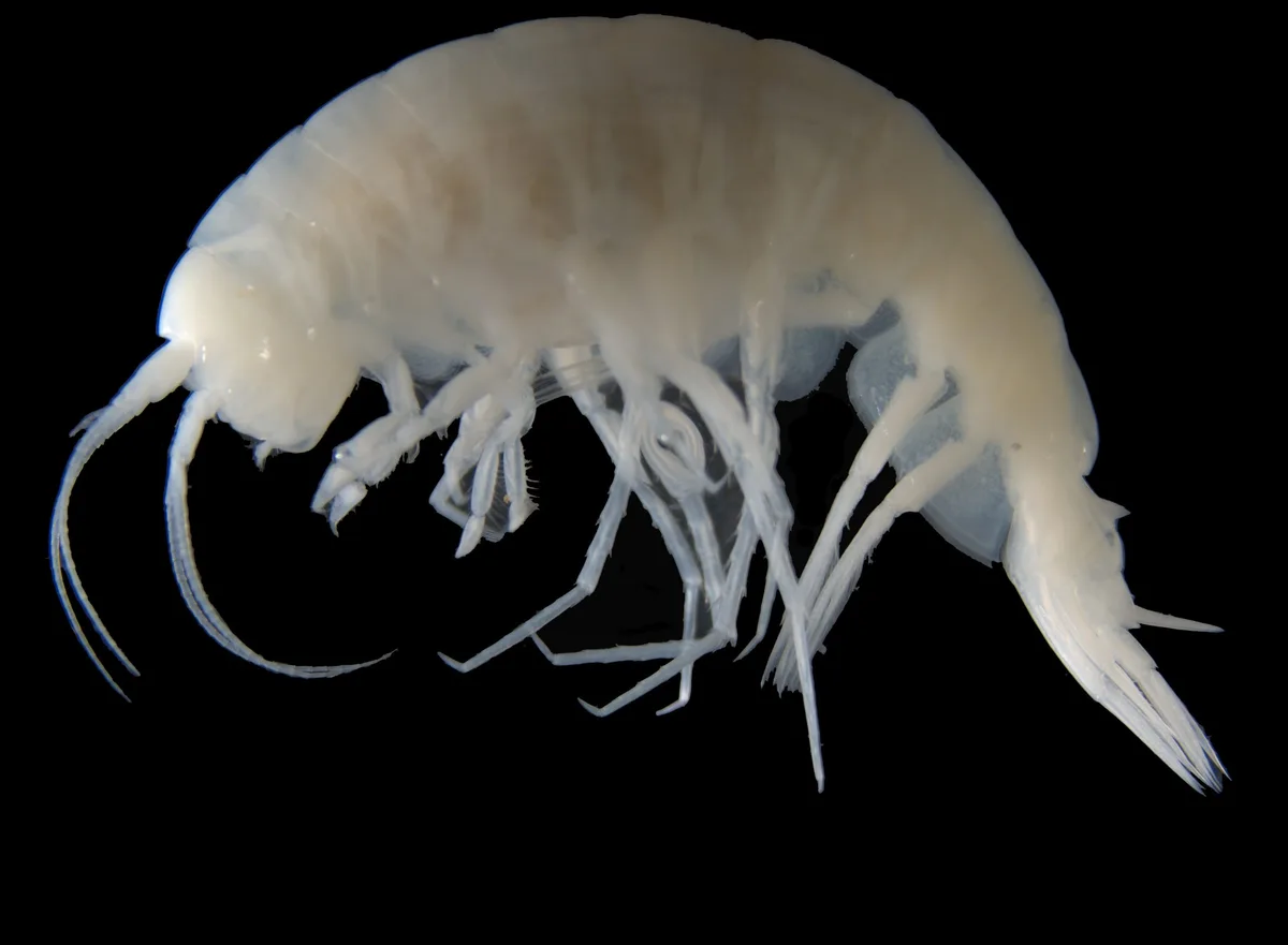 Apotectonia senckenbergae