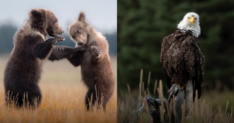 Two bear cubs stand on hind legs playfully sparring in a grassy field, while a bald eagle perches calmly on a branch against a blurred forest background.