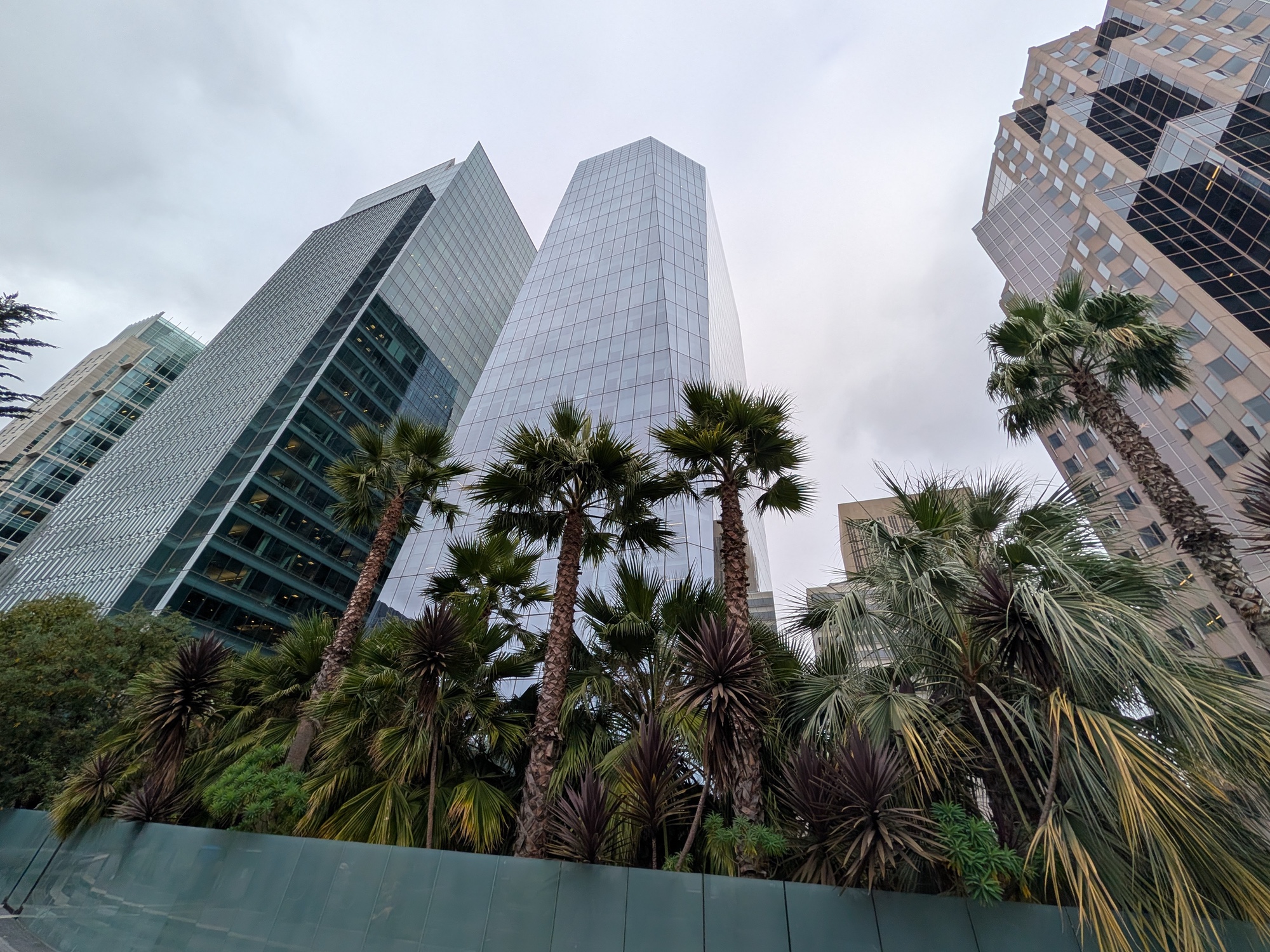 Palm Trees shot by Pixel 10 Pro