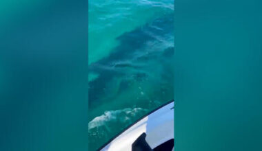 Haifa closes all beaches after possible whale shark sighting; similar sightings repor