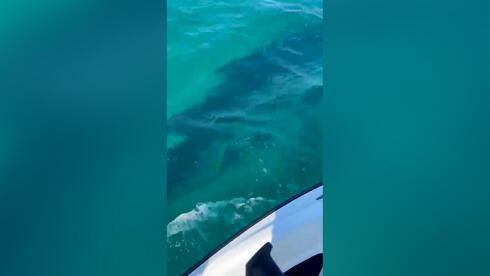 Haifa closes all beaches after possible whale shark sighting; similar sightings repor